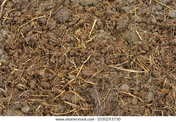 Horse Manure Straw Bedding Spread Onto Stock Photo (Edit Now) 1030293730