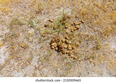 Horse manure. Top view of horse poops or manures or feces background photo.