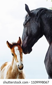 Horse Mare Taking Care Of Its Foal