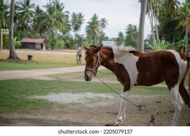 A Horse At The Middle Of Coconut Tree Farm,tied Up At Coconut Tree With Rope And Tropical Background