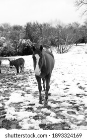 Horse And Mini Donkey In Rural Texas Landscape With Snow During Winter.