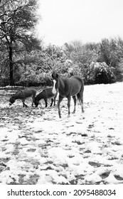 Horse With Mini Donkeys In Field For Winter Farm Scene.