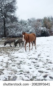 Horse With Mini Donkeys In Texas Snow During Winter Season.