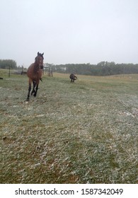 A Horse And A Miniature Mule Feeling Frisky