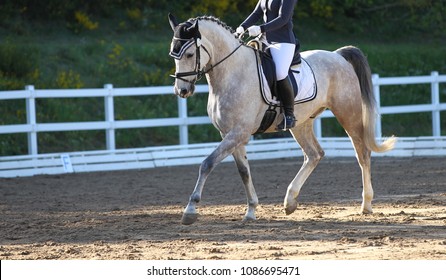 Horse Mold With Rider In A Dressage Test In The Gait Step With Lifted Leg, Photographed In The Neckline.
