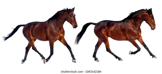 298 Horse standing on 2 legs Images, Stock Photos & Vectors | Shutterstock