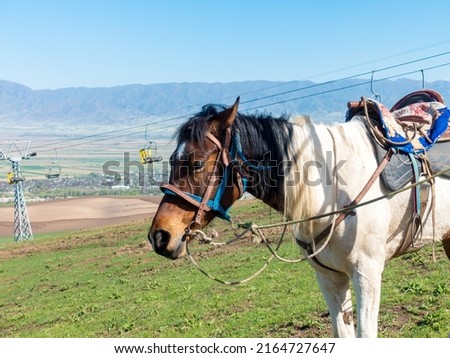 Horse in the mountains. In a simple village harness. Against the backdrop of the cable car. Kyrgyzstan, recreation center Orlovka