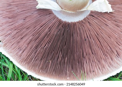 Horse mushroom or agaricus arvensis from below with pinkish flesh gills visible