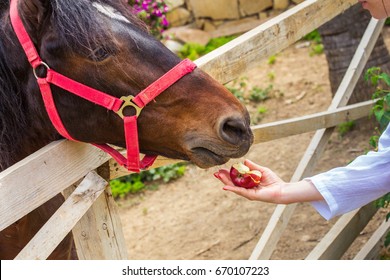 Horse, muzzle close-up. A woman's hand gives the animal an apple. The horse is bay-like, standing in a wooden enclosure of boards under the open sky.