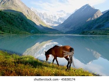 Horse Near Mountain Lake Ak-kem, Altai, Russia, Wild Landscape