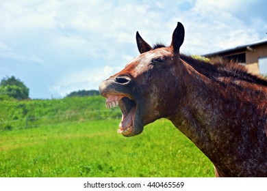 Horse Neighs Images, Stock Photos & Vectors | Shutterstock