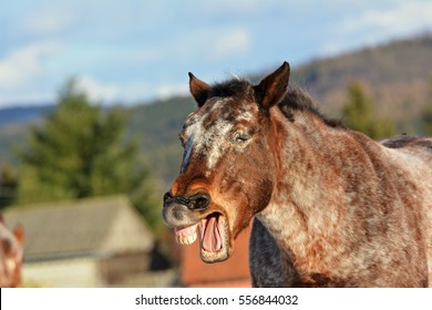 Neigh Deutsch Neigh Deutsch