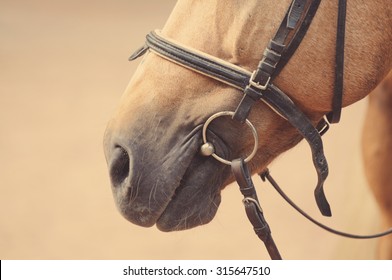 Horse nose or muzzle with bit and bridle.