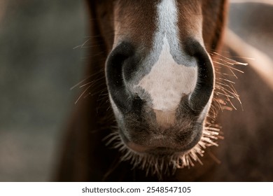 horse nose snout pretty detail close equine pretty soft  - Powered by Shutterstock