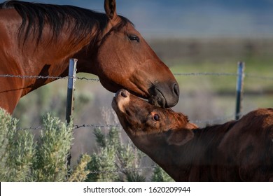 Horse Nuzzling Calf Across Barbed Wire Fence