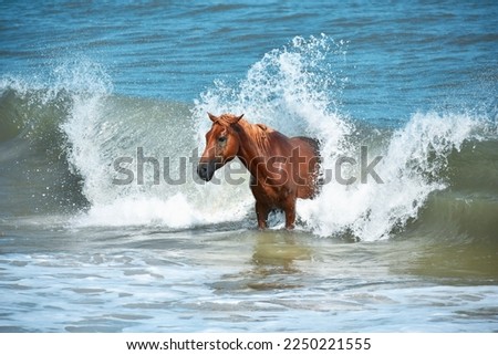 Horse in Ocean at Assateague Island Beach