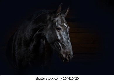 Horse on black. Studio shot