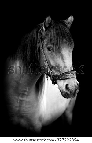 Similar – Image, Stock Photo Look me in the eyes mare.