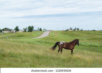 Horse On The Field, Inside The Lakota Sioux Reservation