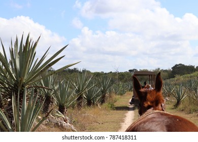 Horse On A Henequen Path