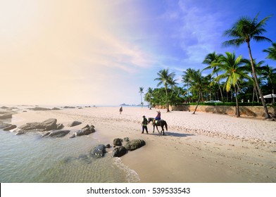 Horse on the Hua Hin beach Thailand.
