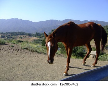 Horse On Malibu Canyon California