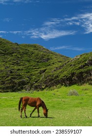 Horse On Meadow, East Cape, New Zealand