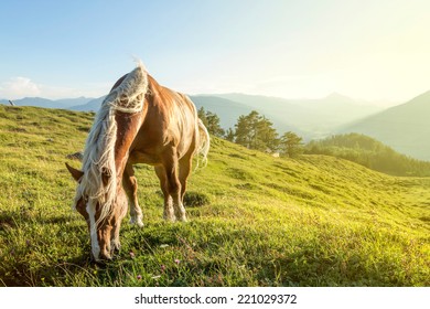 Horse On Mountain Pasture