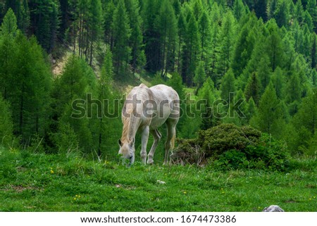 Horse on a mountain pasture. Val Rosalia, Dolomites, Italy.