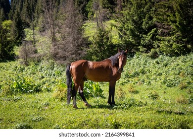 A Horse On A Mountain Ravine Looks Around In Search Of Grass