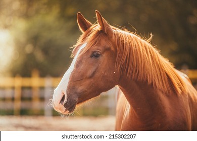 Horse on nature. Portrait of a horse, brown horse - Powered by Shutterstock