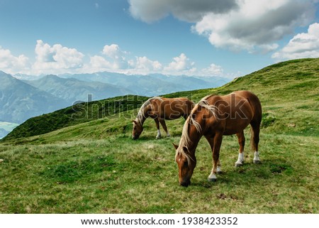 Horse on a pasture with a great view of the mountains. Brown stallion roaming free in summer Alpine meadow. Herd of horses in green rural countryside. Mammal farm animals.