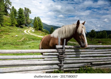 horse on the pasture in the Nockalm of Austria
