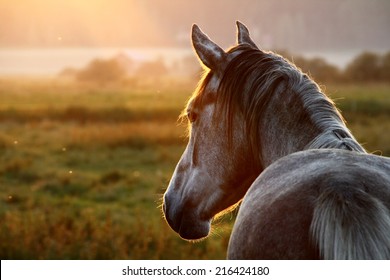 Horse on pasture at September evening near sunset.