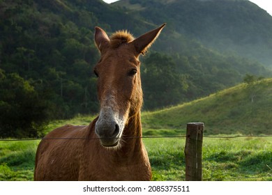 Horse In Open Green Field