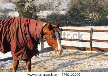 Horse outside in winter, wearing a turnout rug in a pen. 