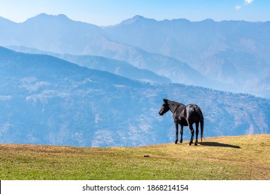 Horse Overlooking The Grand Himalayas On Bijli Mahadev Trek In Himachal India