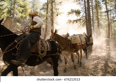 Horse Pack On Trail In Yosemite