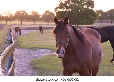 Horse in paddock