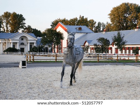 Similar – Image, Stock Photo The famous Lipizzan horse return from pasture to the stables