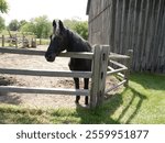 A horse in the paddock at Missouri Town 1855 in western Missouri.