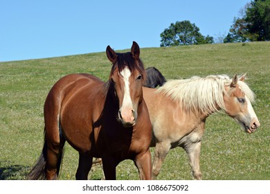 Horse in the pastur