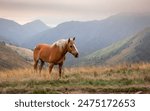 Horse in the pasture. Panorama with horse eating grass free in the mountains. View of the peaks, green meadows and mountains with mist in autumn. Val Grande National Park. Piedmont. Italy