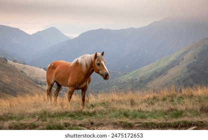 Horse in the pasture. Panorama with horse eating grass free in the mountains. View of the peaks, green meadows and mountains with mist in autumn. Val Grande National Park. Piedmont. Italy - Powered by Shutterstock