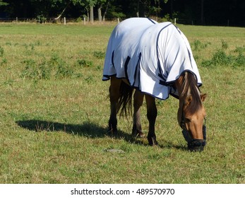 Horse in the pasture protected with horse blanket for the cold season. Hanover, Germany