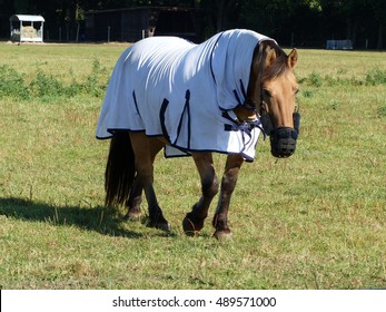 Horse in the pasture protected with horse blanket for the cold season. Hanover, Germany