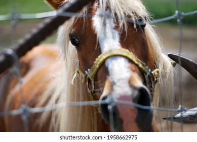 Horse Peaking Through A Wire Fence.