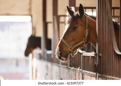 The horse peeking out of the stall - Shutterstock ID 421097377