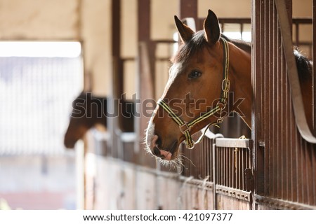 The horse peeking out of the stall