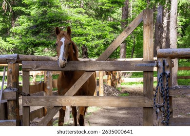 A horse peers over a wooden fence, likely waiting for a ride or some attention. - Powered by Shutterstock - Get 15% off with code: PIKWIZARD15
